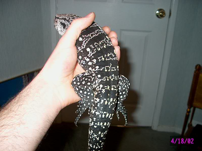 tegu