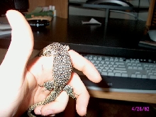 Varanus timorensis