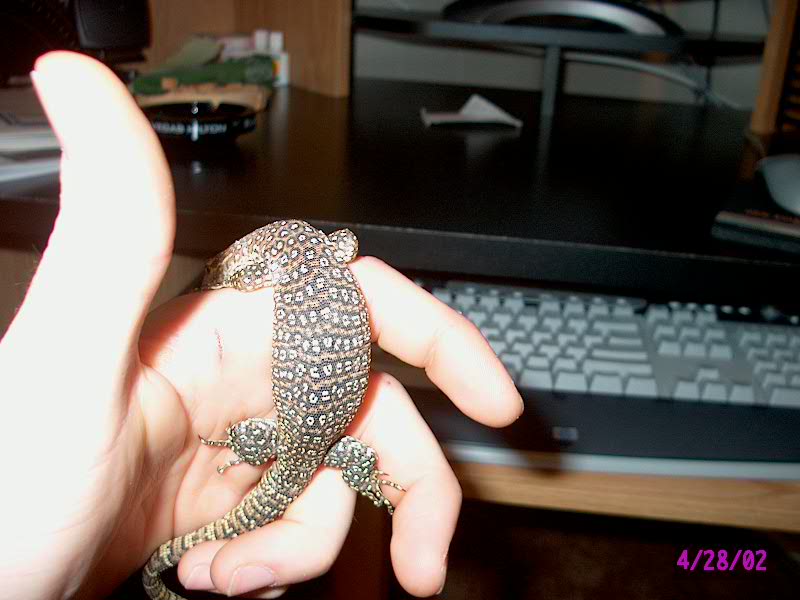 Varanus timorensis