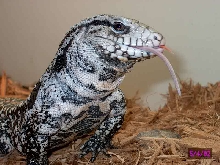 tegu