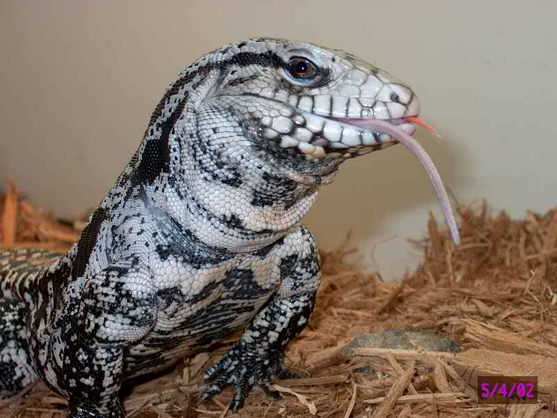 tegu