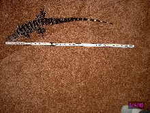 tegu