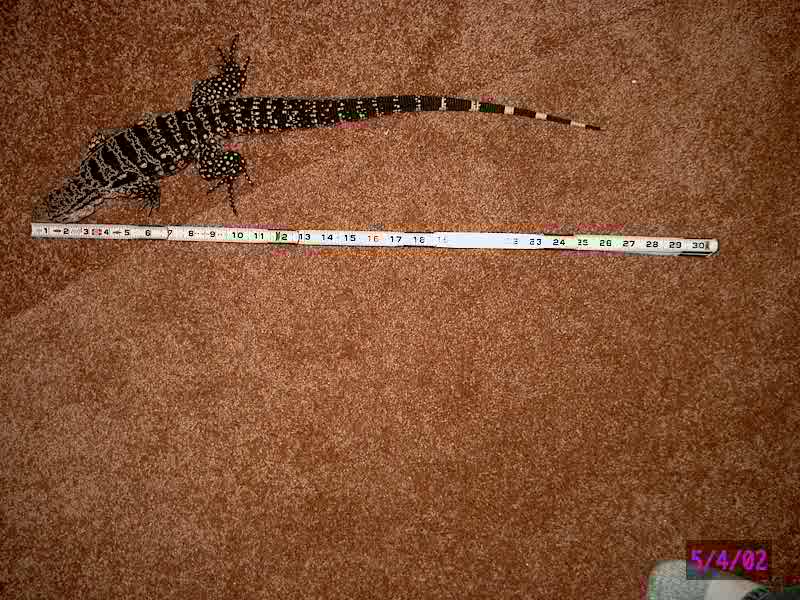 tegu
