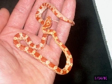 Albino Okeetee Corn Snake