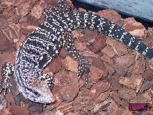 Tegu