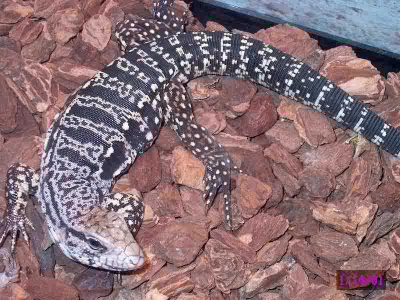 Tegu