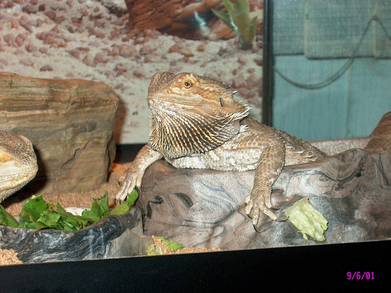 Bearded Dragon