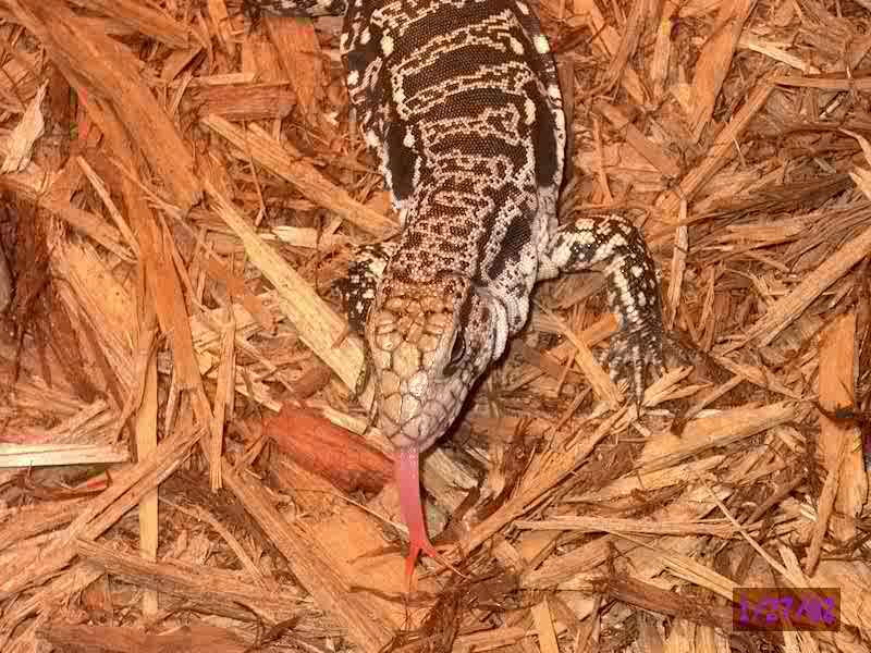 Tegu