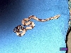 Suriname Boa