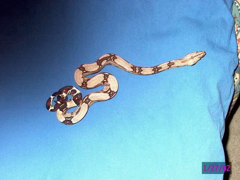 Suriname Boa