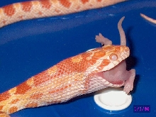 Albino Okeetee corn snake