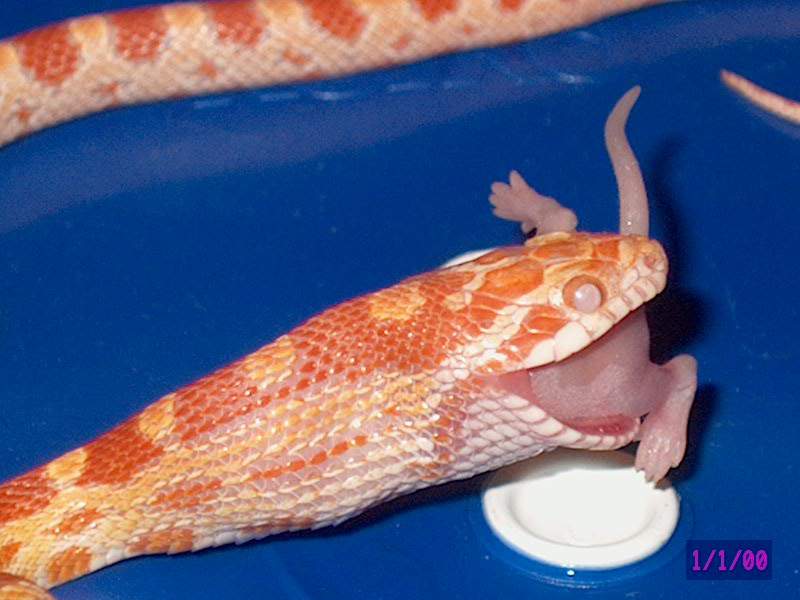 Albino Okeetee corn snake