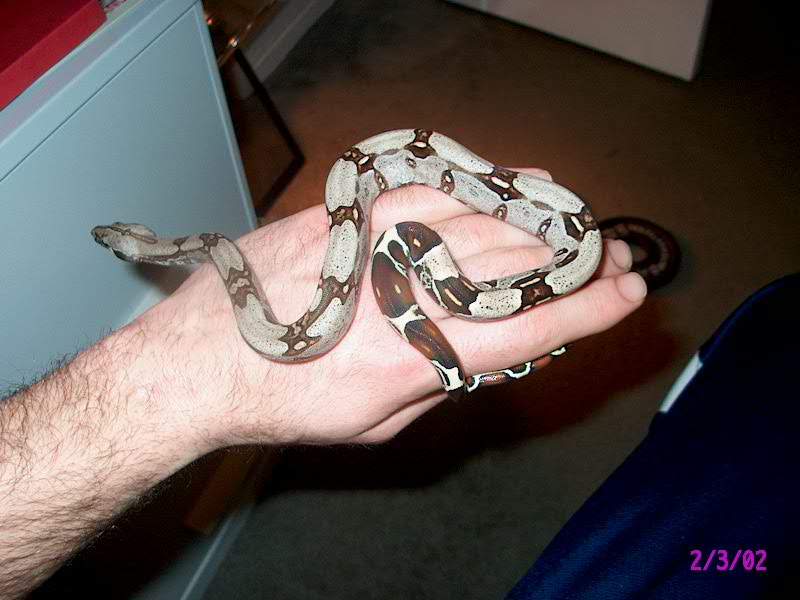 suriname boa