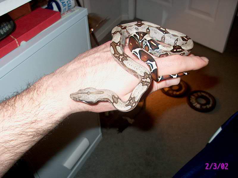 suriname boa