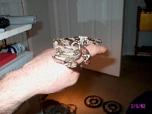 suriname boa