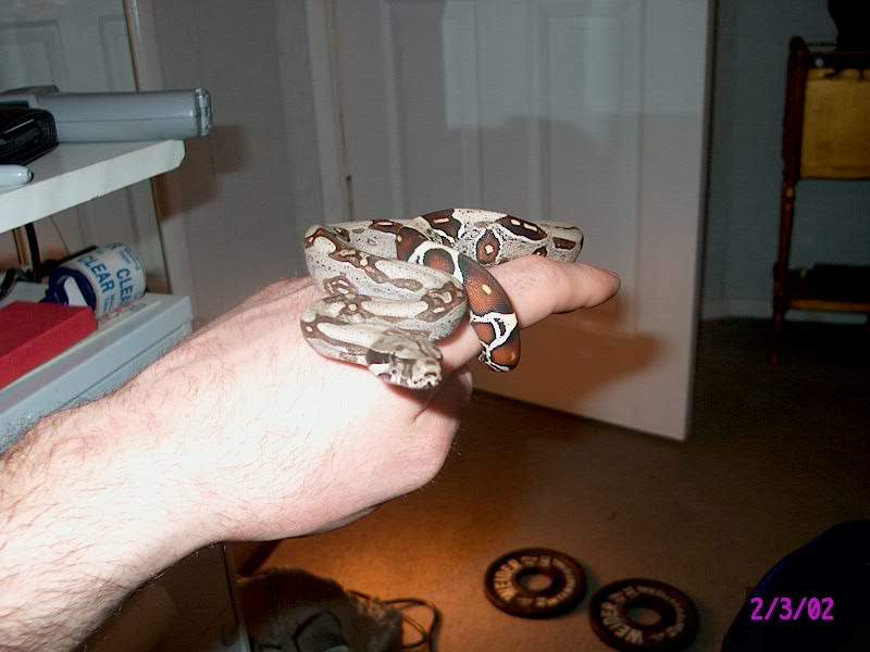suriname boa