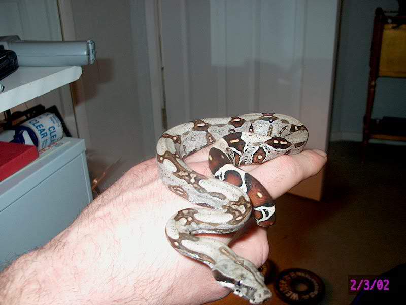 suriname boa
