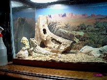 Bearded Dragons