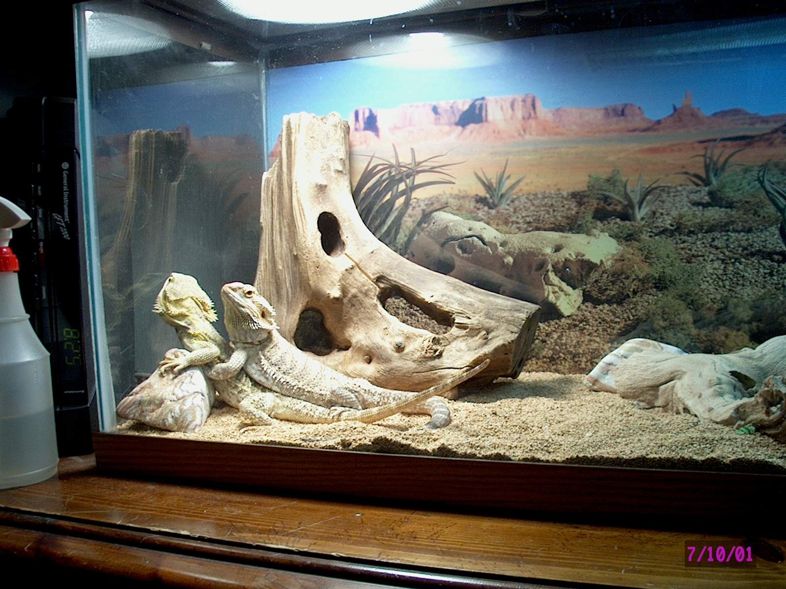 Bearded Dragons