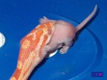 chomp!