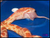 Albino Okeetee corn snake