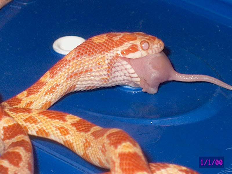 Albino Okeetee corn snake