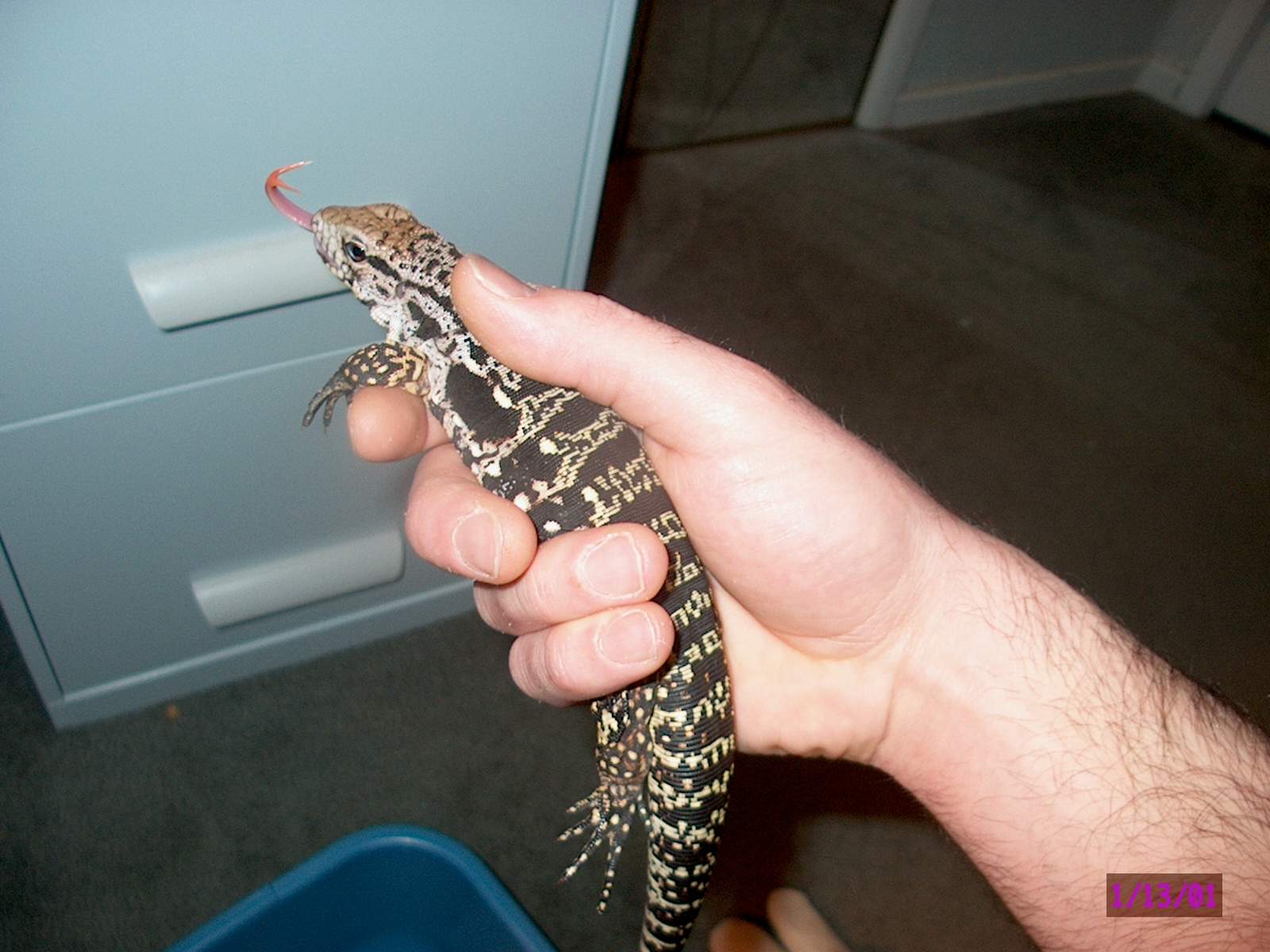 Paraguayan White Headed Tegu