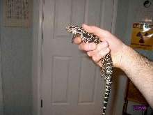 Tegu