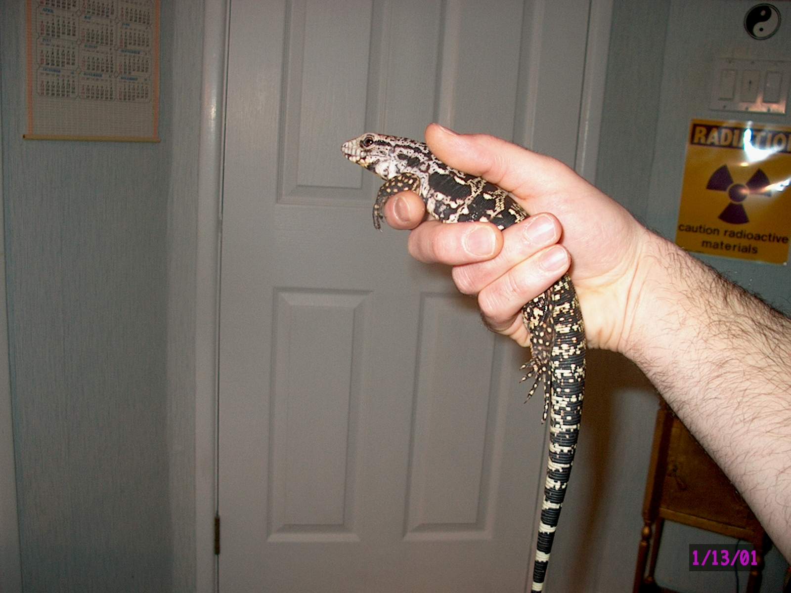 Tegu