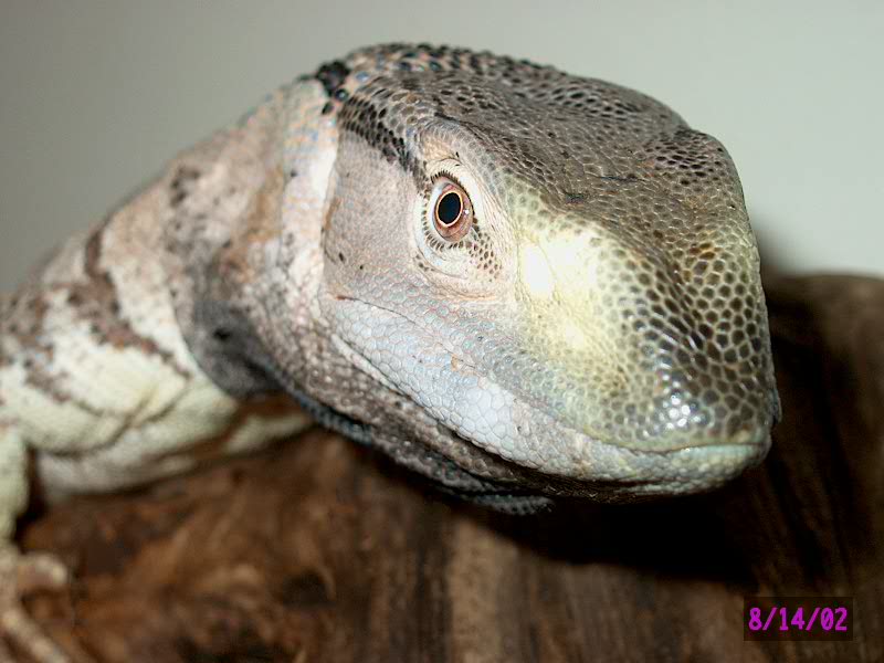 Blackthroat