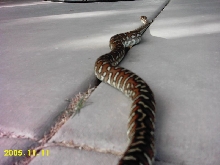 Morelia bredli
