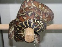 Morelia bredli
