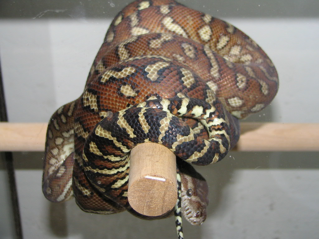 Morelia bredli