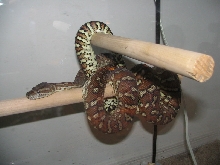 Morelia bredli