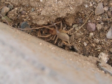 Solfugid