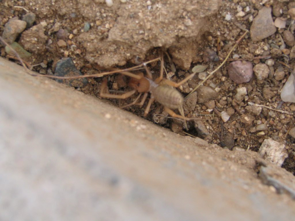 Solfugid