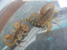 Scorpions from White Tanks