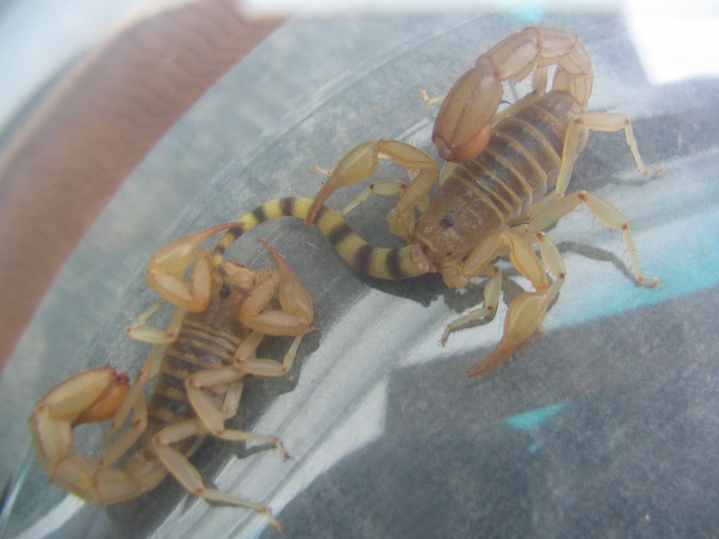 Scorpions from White Tanks
