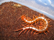 Vietnamese giant centipede