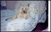 Sheba Relaxing At Home
