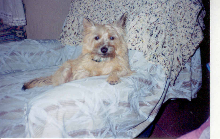 Sheba Relaxing At Home
