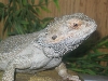 My Aurican