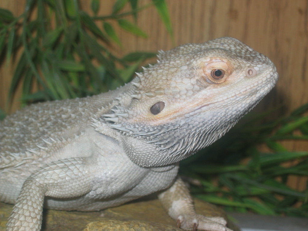 My Aurican