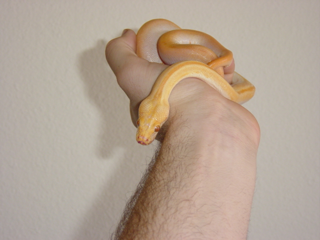 Baby Shaq