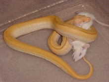 Shaq's First Rat