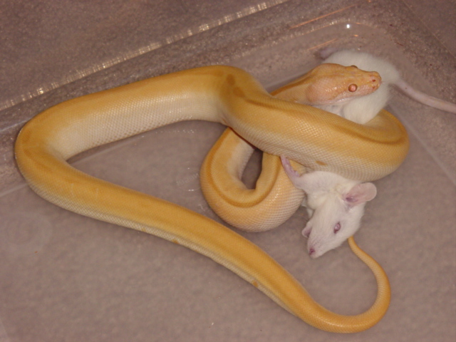 Shaq's First Rat