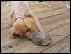 Haley and the Turtle