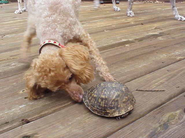 Haley and the Turtle