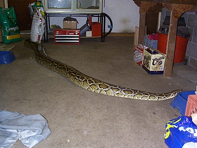 Big Burm
