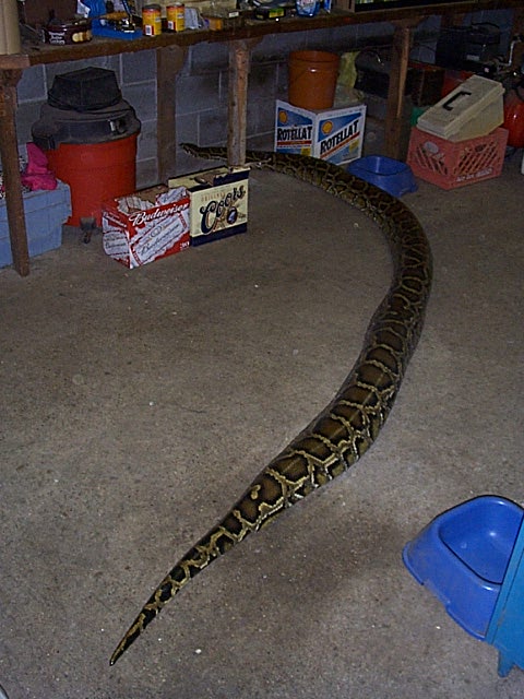 Big Burm